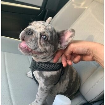 Francouzský buldoček merle pejsek