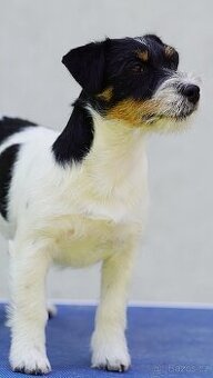 Jack Russell Terrier tricolor s PP FCI