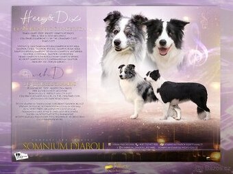 Border kolie štěně s PP