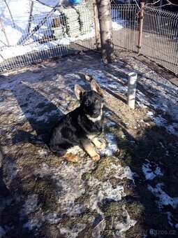 Štěňata Německého ovčáka bez pp