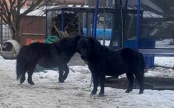 2 hřebci typu shetland - 1