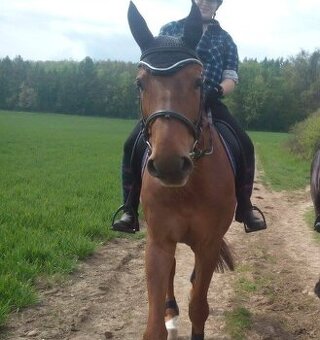 Kamarád ze země i pod sedlem.