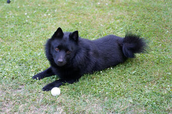 Nabídka krytí - Šiperka s PP