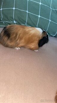 Darujem do dobrých rúk morče