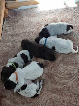 Německý krátkosrstý ohař