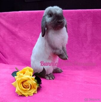 SIAMSKÝ KLUČÍK HLEDÁ NOVÝ DOMOV ❤️❤️❤️