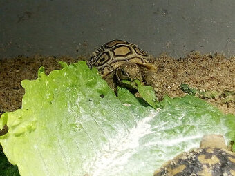 Želva pardálí ( stigmochelys pardalis babcocki )