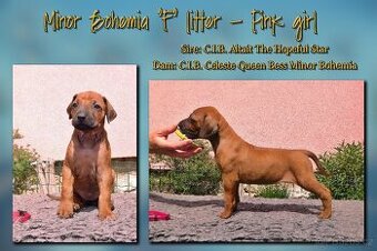 Rhodéský ridgeback - fenka s PP