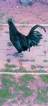 Kohout ayam cemani - 1
