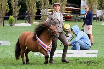 Shetland pony