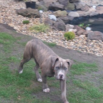 American Bully Xl - 1