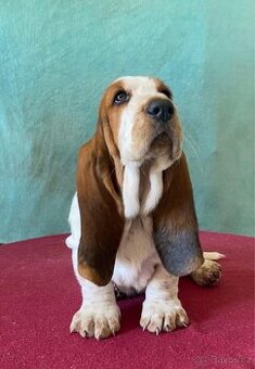 Štěňata Bassethound s PP