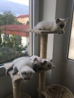 RAGDOLL KOŤÁTKA BEZ PP