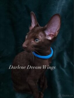 Orientální kočka s PP Darlene Dream Wings