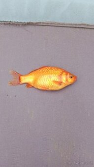Ryby do jezírek zlatý karas již vyprodáno