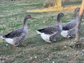 Husa Landeska-prodej