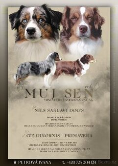 Miniaturní americký ovčák s PP