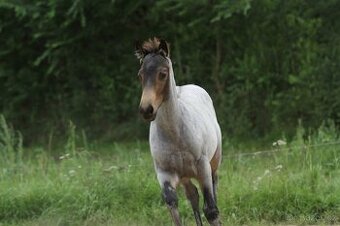AQH letošní hříbata