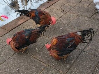 Kohouti vlásky koroptvi