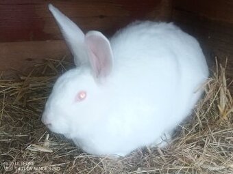 Prodám Kalifornskou samici - 1