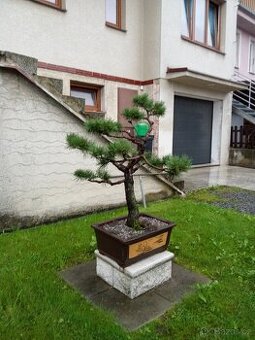 Bonsai