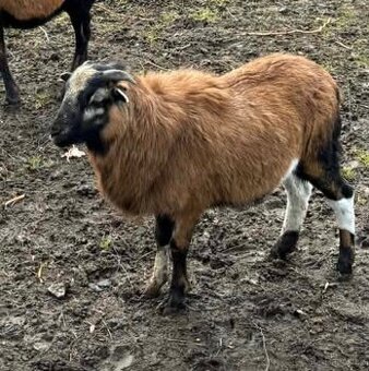 Beránek kamerunské ovce