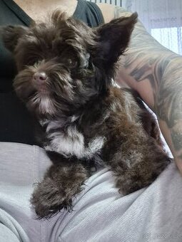 Prodám Jokšírský teriér čokoládový s pp