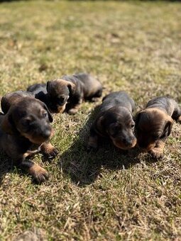 Drsnosrstý jezevčík bez pp