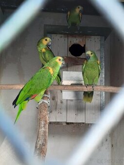 Amazoňan modročelý jižní - xanthopteryx