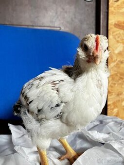 Sussex Light kur domácí