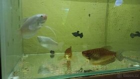 Akvarijní ryby - 1