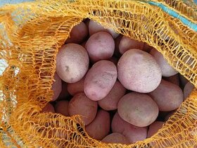 Sadbové brambory - 1