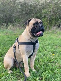 Bullmastiff na krytí - 1