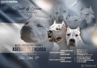 ARGENTÍNSKA DOGA S PP - 1