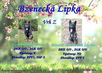 Německý ovčák fenky s PP