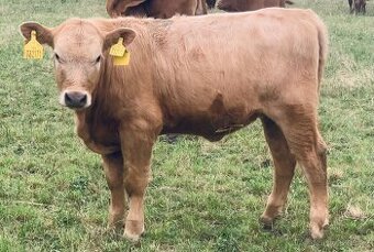 Mastná telata Angus – jalovičky na výkrm i do chovu (8 ks) - 1