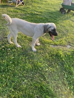 Kangal, pastevecký pes