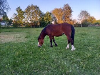 Welsh Mountain pony
