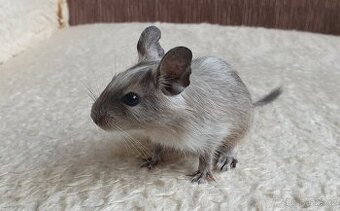 Osmák Degu - různé barvy
