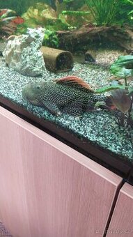 L600Pleco,L114 Pleco, Manacapura