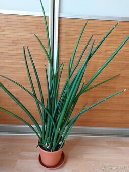 Pokojová rostilna Sansevieria cylindrica - tchýnin jazyk