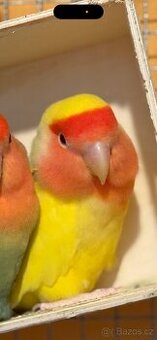 Agapornis růžohrdlý