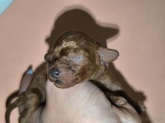 Pudl toy , pudlík, poodle toy s pp