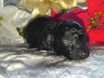 Pudl toy s PP , pudlík, poodle toy s pp