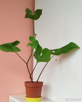 Pokojová květina SYNGONIUM