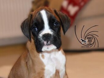 Nemecký boxer- pekné šteniatka s PP