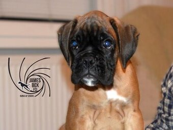 Nemecký boxer- pekné šteniatko s PP