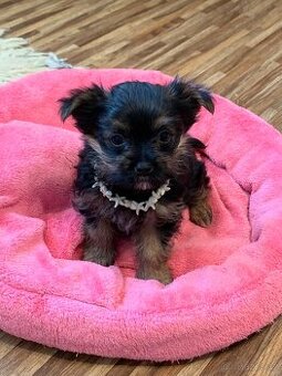 Jorkšírský teriér