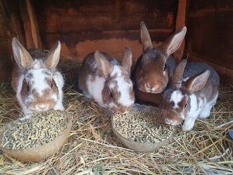 Zakrslý králík Rex X hototský