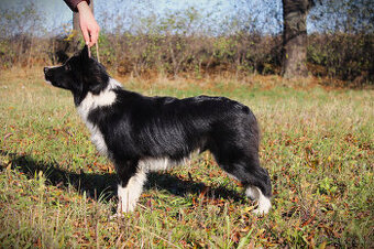 Border kolie s PP